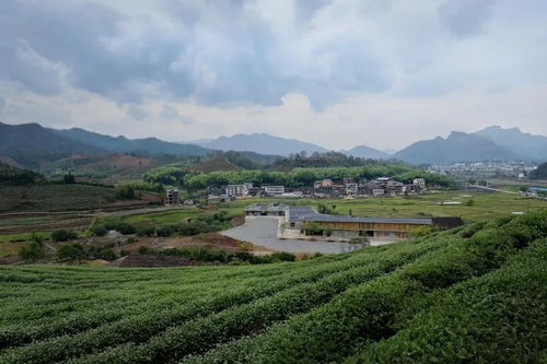 武夷山竹筏育制廠旅游開發項目策劃咨詢方案